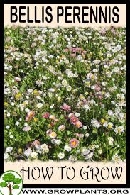 Image result for Bellis perennis