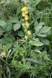 Attēlu rezultāti vaicājumam “Agrimonia pilosa flower”