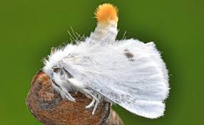 Attēlu rezultāti vaicājumam “Euproctis similis”