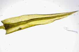 Attēlu rezultāti vaicājumam “Pohlia nutans sporophyte”