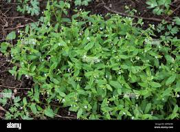 Attēlu rezultāti vaicājumam “Myosotis sparsiflora flower”