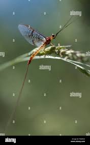 Attēlu rezultāti vaicājumam “Ephemera sp.”