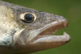 Image result for Sander lucioperca