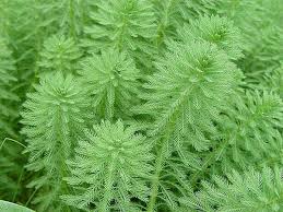 「綠羽毛」的圖片搜尋結果