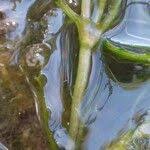 Attēlu rezultāti vaicājumam “Najas marina”