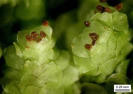 Attēlu rezultāti vaicājumam “Scapania nemorea”