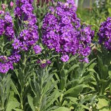 Image result for Levkoje