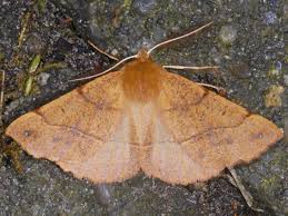 Attēlu rezultāti vaicājumam “Colotois pennaria”