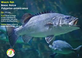 Image result for Polyprion americanus