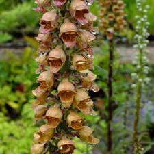 Image result for Digitalis ferruginea
