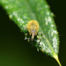 Attēlu rezultāti vaicājumam “Larinus sp.”