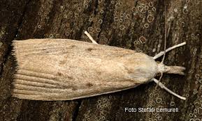 Attēlu rezultāti vaicājumam “Calamotropha paludella”