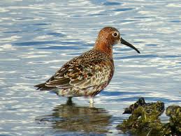 Attēlu rezultāti vaicājumam “Calidris ferruginea”