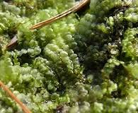 Attēlu rezultāti vaicājumam “Calypogeia neesiana”