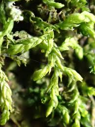 Attēlu rezultāti vaicājumam “Leskea polycarpa macro”