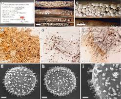 Attēlu rezultāti vaicājumam “Didymium aggregatum spores”