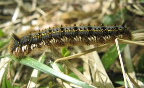 Attēlu rezultāti vaicājumam “Griselda ustomaculana”