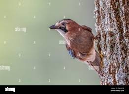 Attēlu rezultāti vaicājumam “Garrulus glandarius adult”