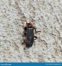 Attēlu rezultāti vaicājumam “Cantharis fusca”
