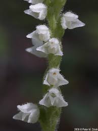 Attēlu rezultāti vaicājumam “Goodyera repens bud”