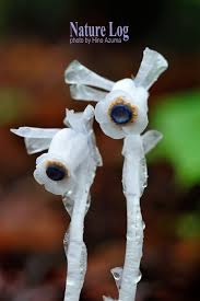 Image result for ギンリョウソウ