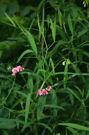 Attēlu rezultāti vaicājumam “Lathyrus sylvestris”