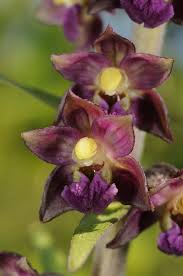 Attēlu rezultāti vaicājumam “Epipactis atrorubens flower”