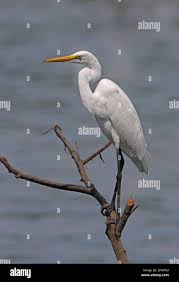 Attēlu rezultāti vaicājumam “Egretta alba adult”