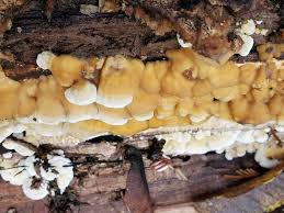 Attēlu rezultāti vaicājumam “Plicatura nivea”