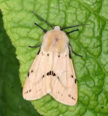 Attēlu rezultāti vaicājumam “Spilosoma lutea larva”
