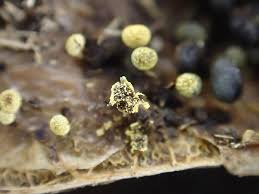 Attēlu rezultāti vaicājumam “Physarum oblatum macro”