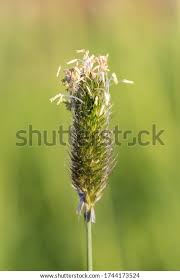 Attēlu rezultāti vaicājumam “Alopecurus pratensis flower”