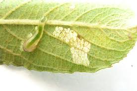 Attēlu rezultāti vaicājumam “Caliroa annulipes larva”