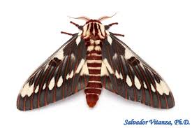 Attēlu rezultāti vaicājumam “Saturniidae”