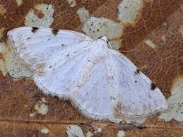 Attēlu rezultāti vaicājumam “Lomographa bimaculata”