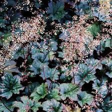 Image result for HEUCHERA americana 'Palace Purple Auslese'