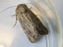 Attēlu rezultāti vaicājumam “Euxoa nigricans”