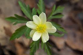 Attēlu rezultāti vaicājumam “Anemone x lipsiensis leaf”