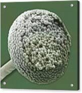 Attēlu rezultāti vaicājumam “Diderma rufostriatum spores”