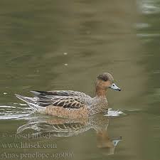 Attēlu rezultāti vaicājumam “Anas penelope”