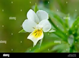 Attēlu rezultāti vaicājumam “Viola arvensis leaf”