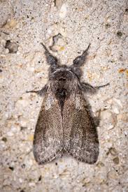 Attēlu rezultāti vaicājumam “Calliteara pudibunda”