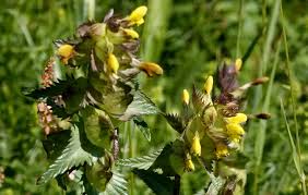 Attēlu rezultāti vaicājumam “Rhinanthus minor”