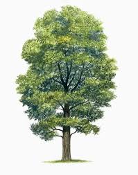 Attēlu rezultāti vaicājumam “Ulmus glabra”