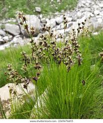 Attēlu rezultāti vaicājumam “Juncus alpinoarticulatus leaf”
