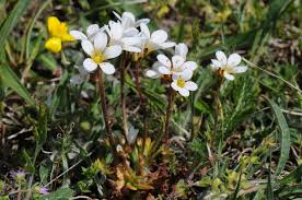 Attēlu rezultāti vaicājumam “Saxifraga granulata”