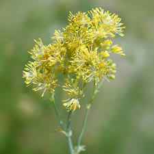 Attēlu rezultāti vaicājumam “Thalictrum flavum flower”