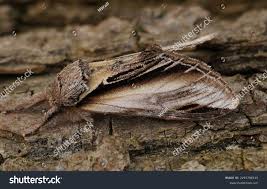 Attēlu rezultāti vaicājumam “Pheosia tremula”