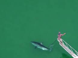 Image result for South Axholme Sharks Asc