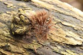 Attēlu rezultāti vaicājumam “Stemonitis axifera stalked”